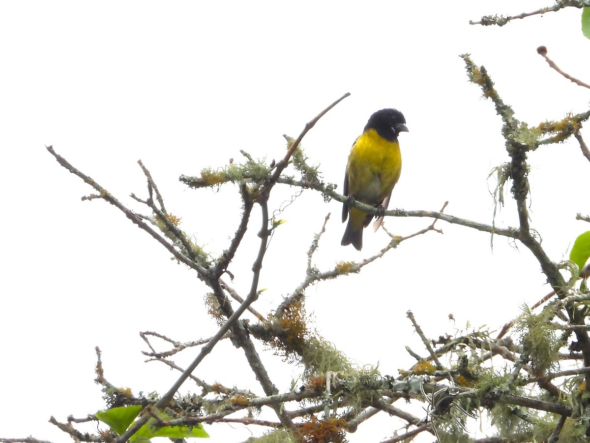 Tarin à ventre jaune - ML634668165