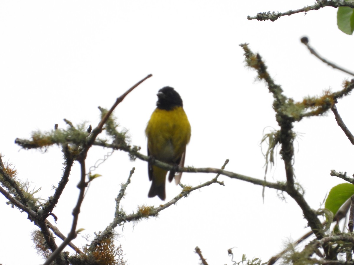 Tarin à ventre jaune - ML634668175