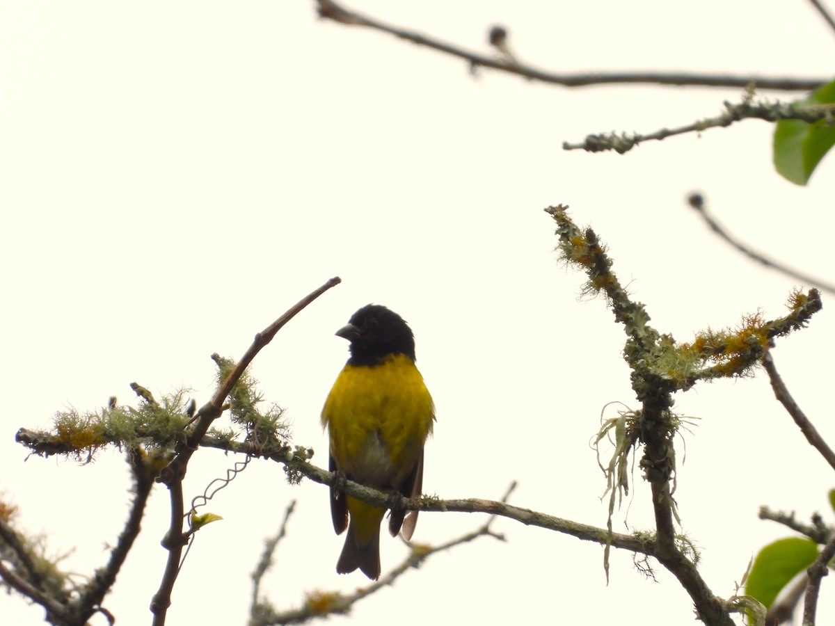 Tarin à ventre jaune - ML634668176
