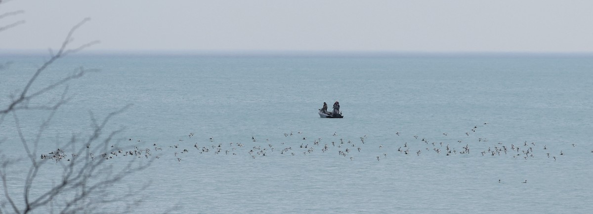 Willet - ML634668232