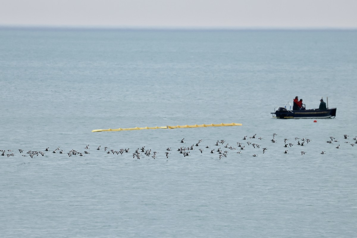 Willet - ML634668233