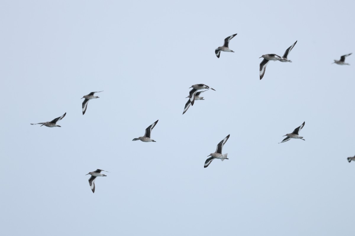 Willet - ML634668234