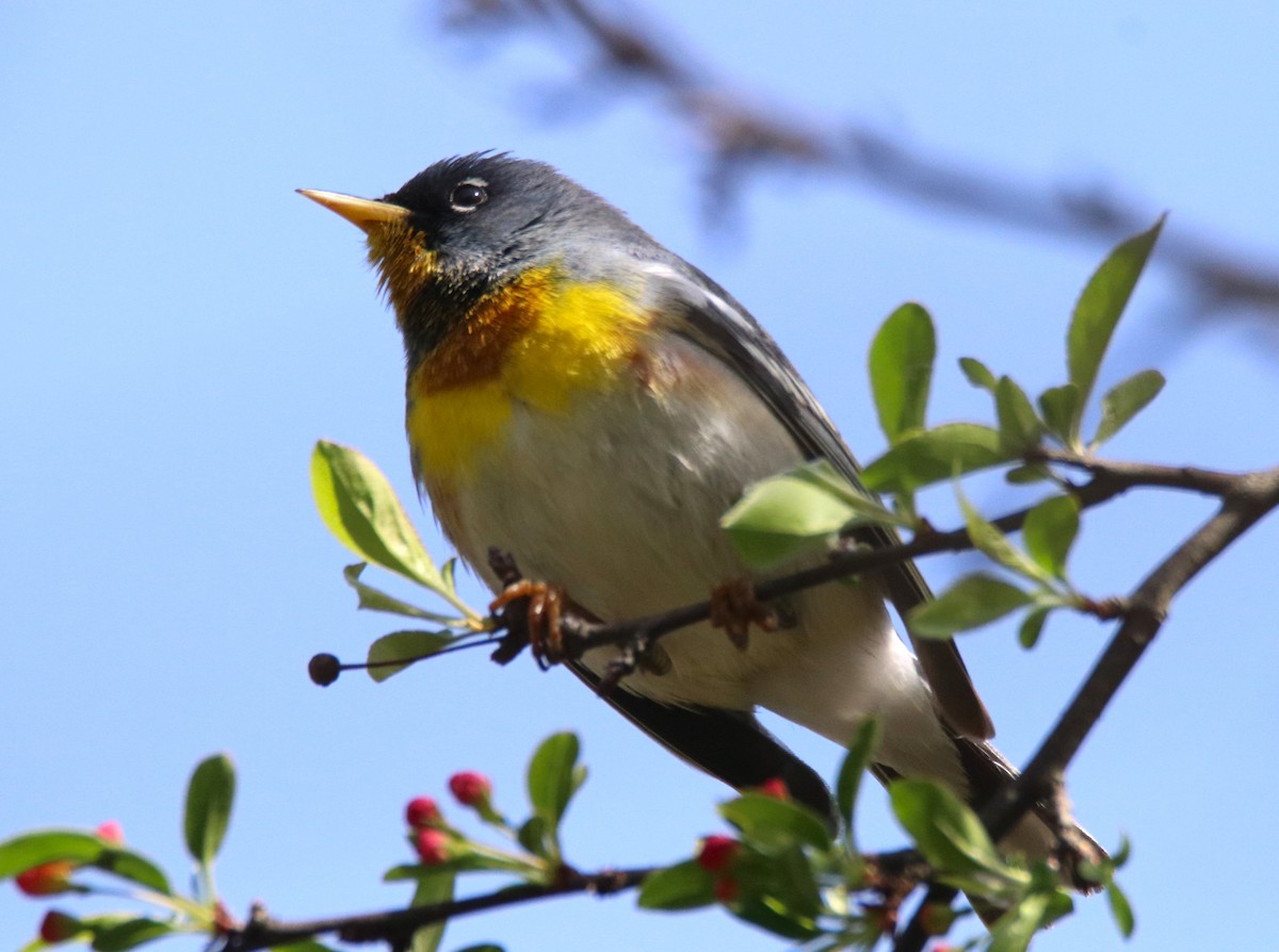Northern Parula - ML634668265