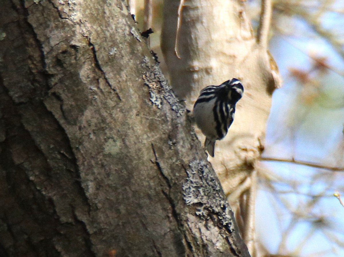 Black-and-white Warbler - ML634668271