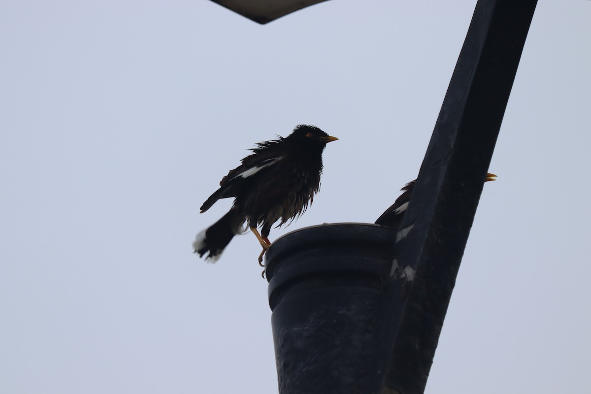 Common Myna - ML634668378