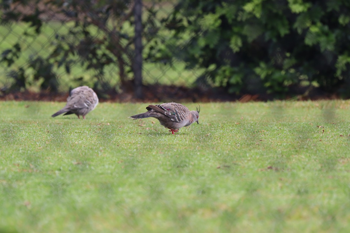 Crested Pigeon - ML634668387