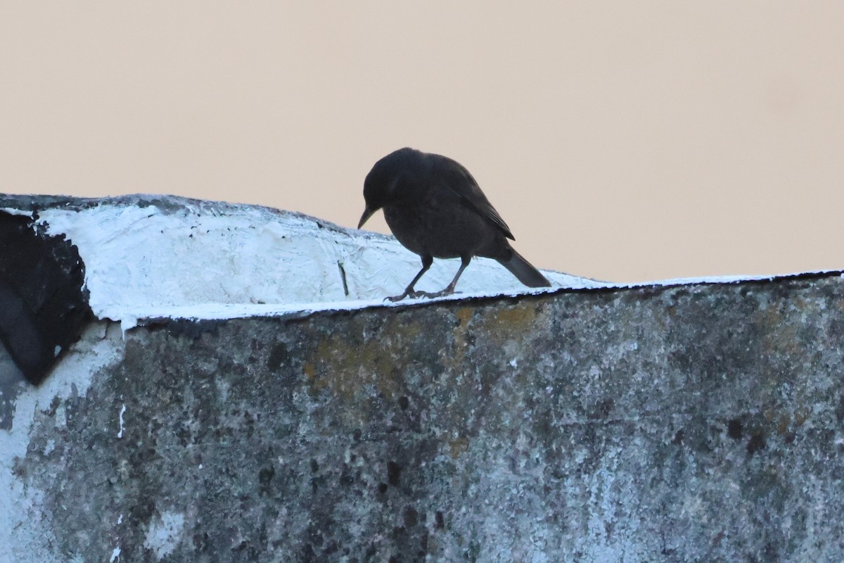 Eurasian Blackbird - ML634668468
