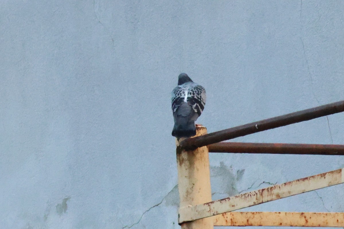 Rock Pigeon (Feral Pigeon) - ML634668477