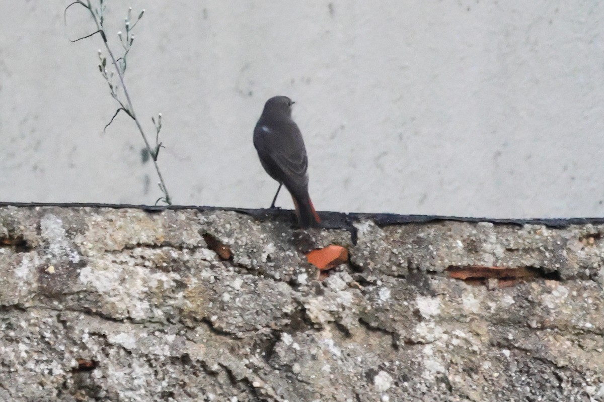 Black Redstart - ML634668486