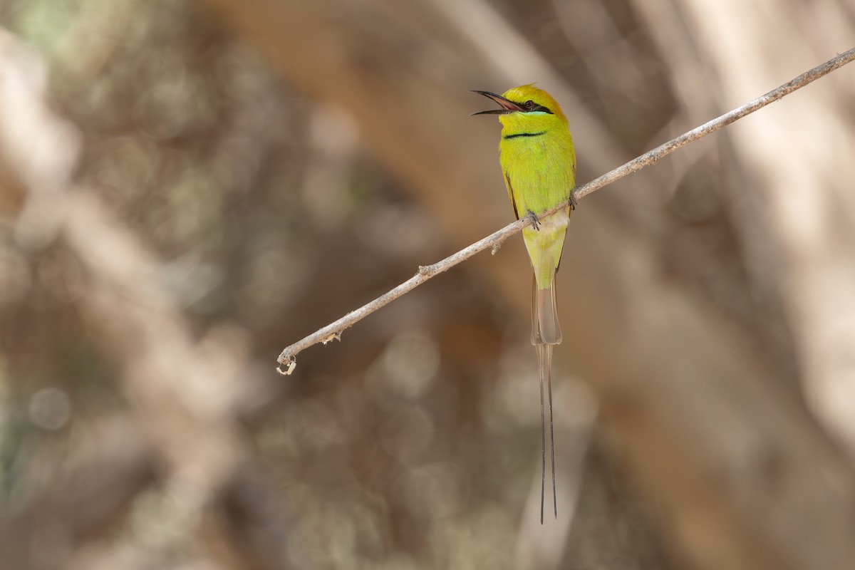 African Green Bee-eater - ML634668664