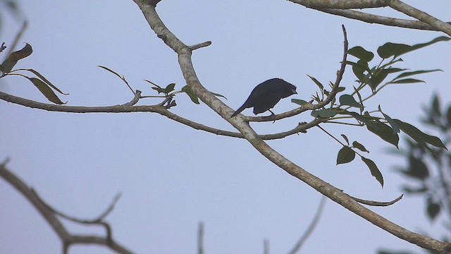 Blue-black Grassquit - ML634668949