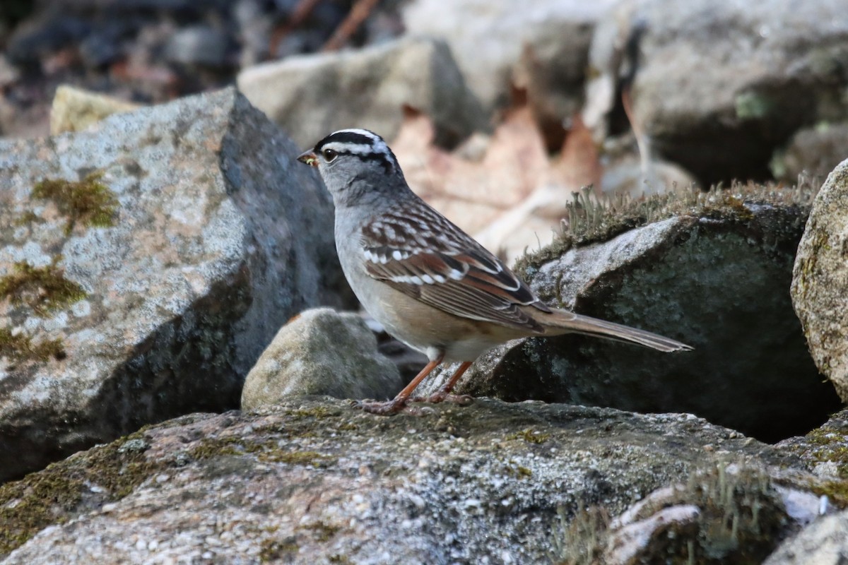 White-crowned Sparrow - ML634669058