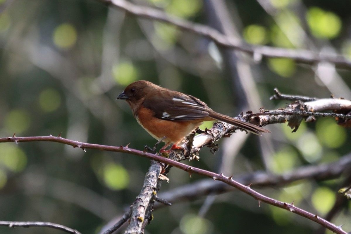 Eastern Towhee - ML634669068