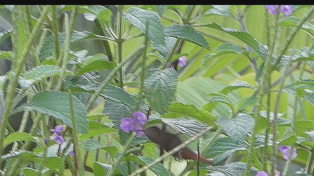 Ruby-topaz Hummingbird - ML634669082