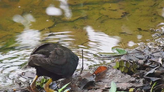 Purple Gallinule - ML634669085