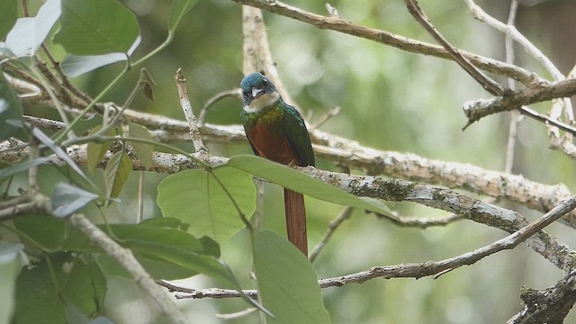 Jacamar à queue rousse - ML634669105