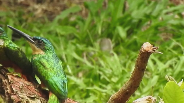 Jacamar à queue rousse - ML634669115