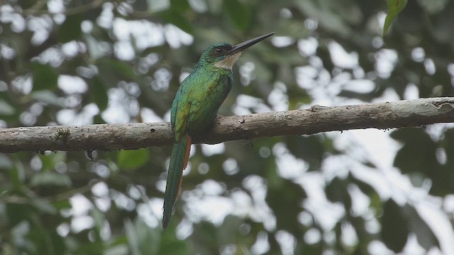 Jacamar à queue rousse - ML634669116