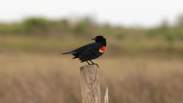 Red-winged Blackbird (Red-winged) - ML634669131