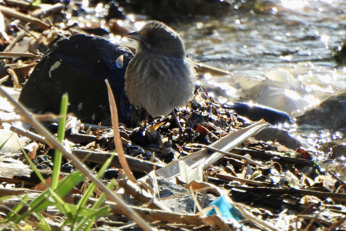 Seaside Sparrow - ML634669237