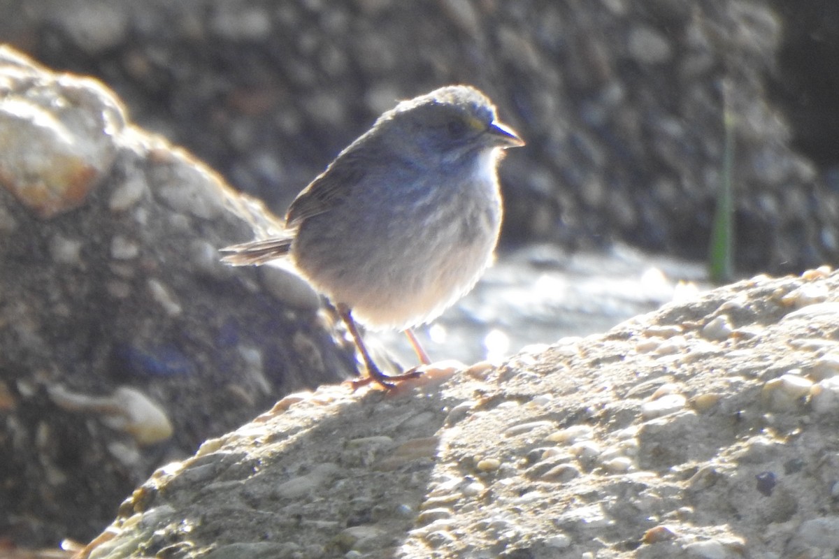 Seaside Sparrow - ML634669245