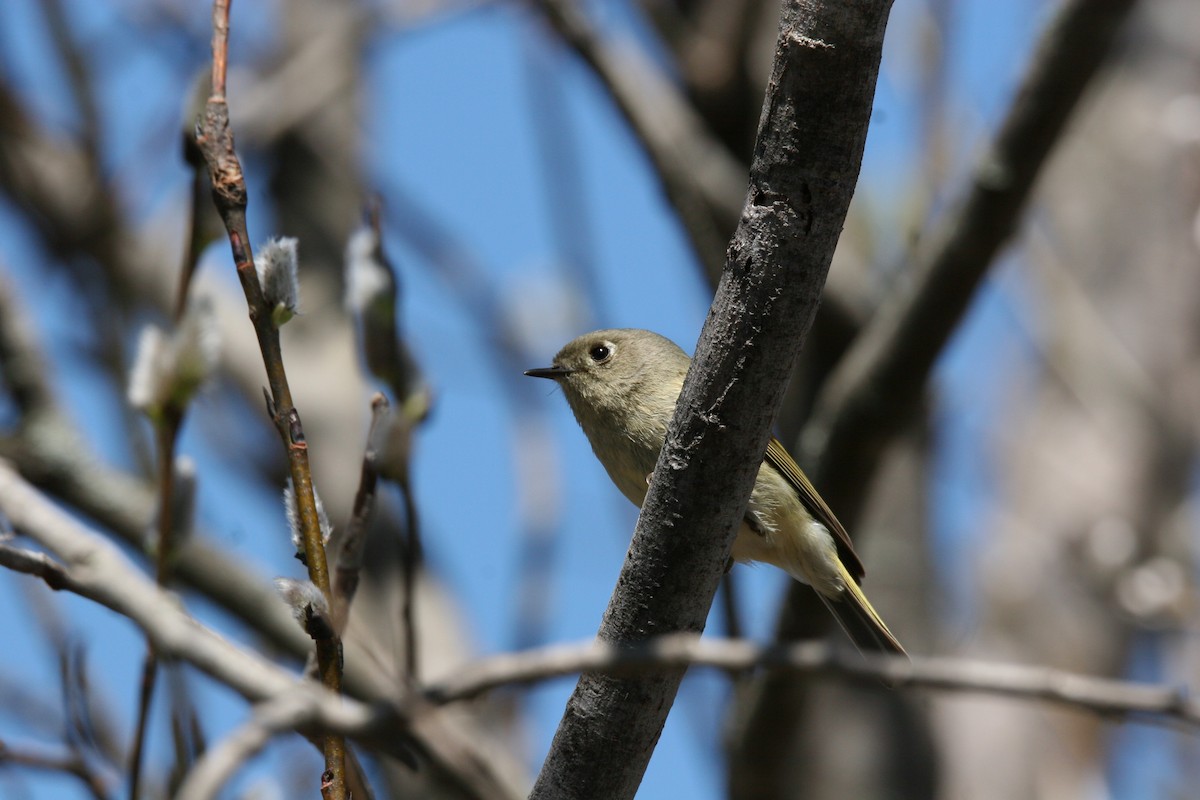 Ruby-crowned Kinglet - ML634669280
