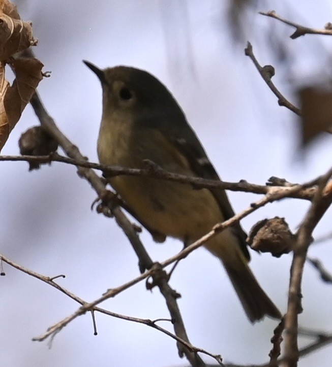 Ruby-crowned Kinglet - ML634669282