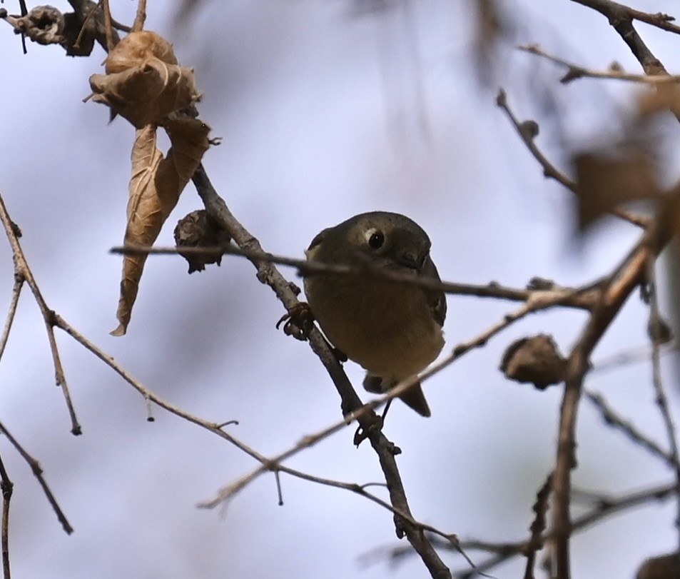 Ruby-crowned Kinglet - ML634669305