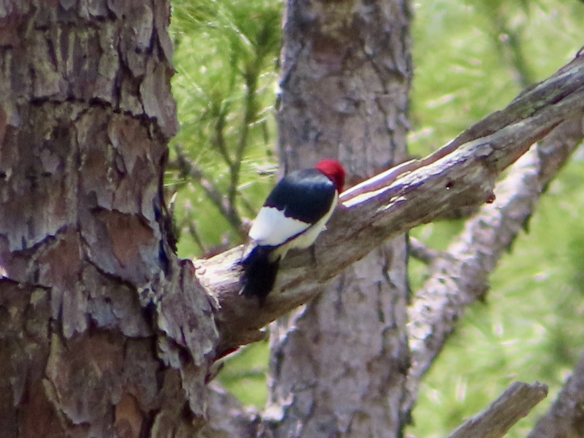 Red-headed Woodpecker - ML634669331