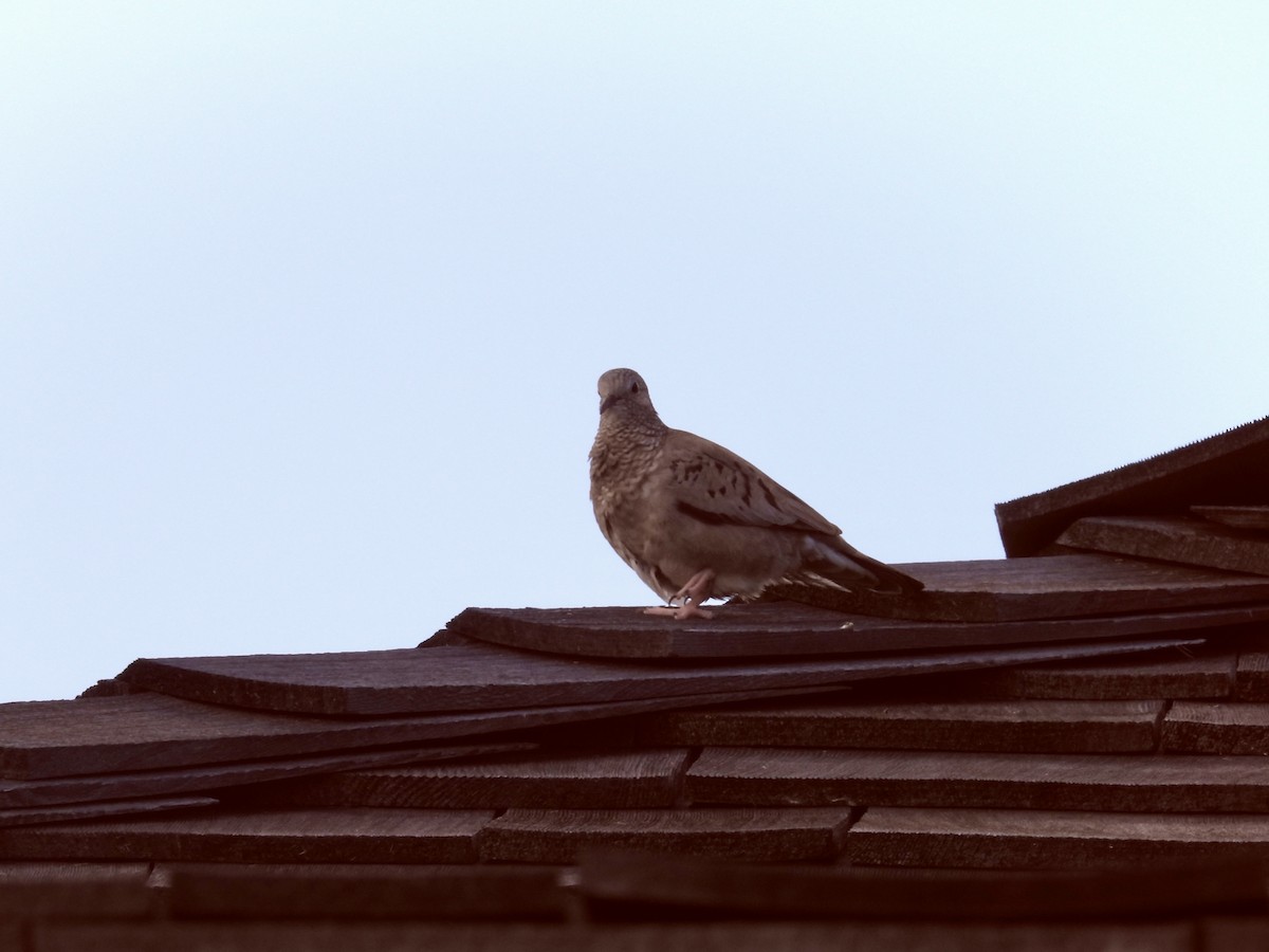 Common Ground Dove - ML634669340