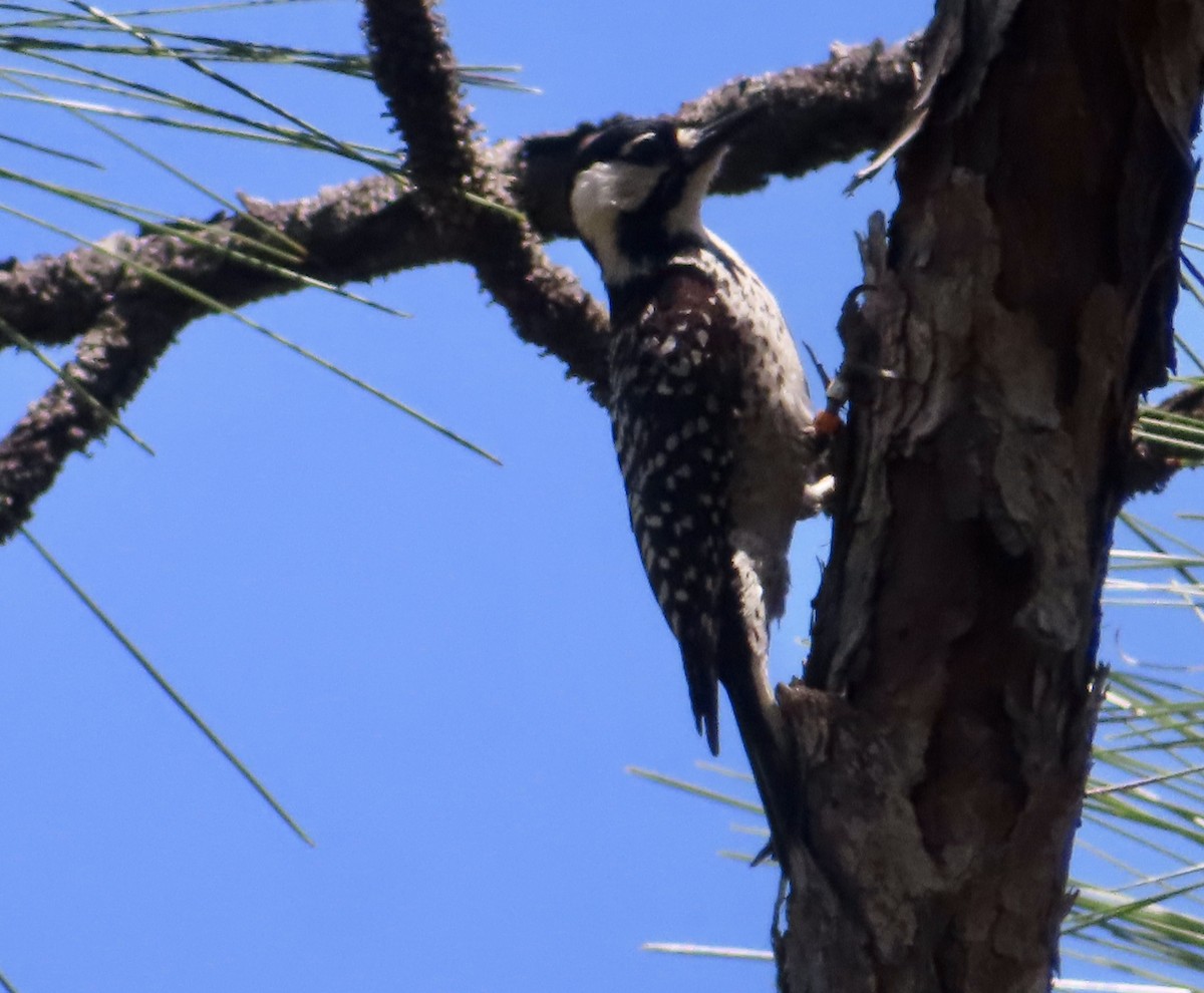 Red-cockaded Woodpecker - ML634669357