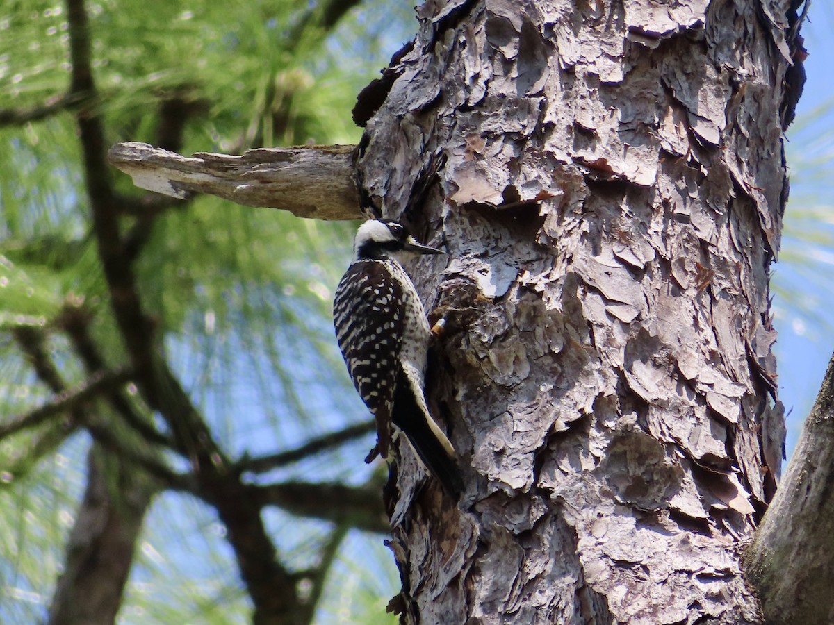 Red-cockaded Woodpecker - ML634669358