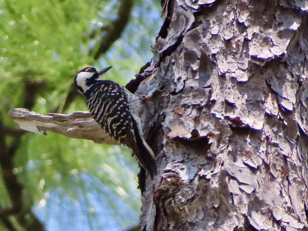 Red-cockaded Woodpecker - ML634669359