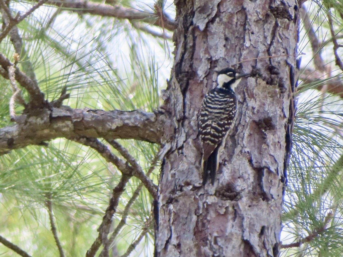 Red-cockaded Woodpecker - ML634669360