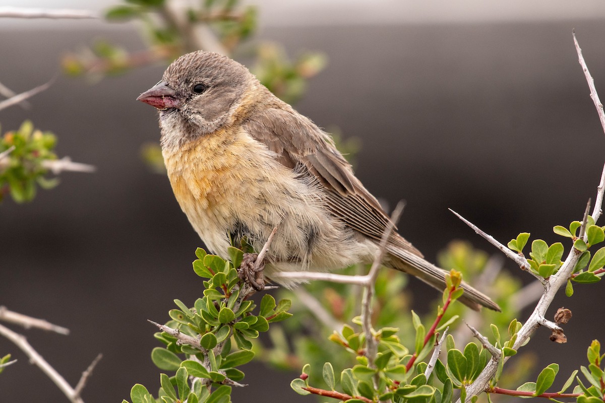 Gray-hooded Sierra Finch - ML634669364