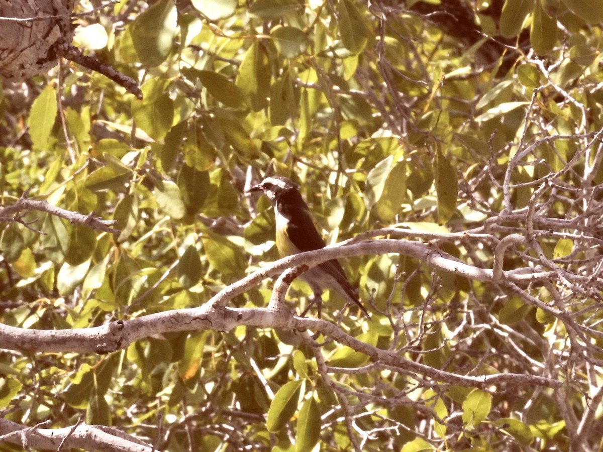 Bananaquit - ML634669366