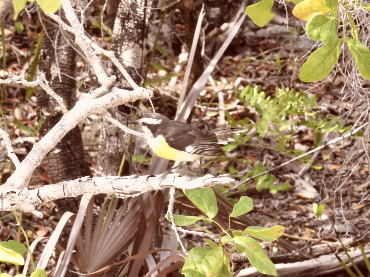 Bananaquit - ML634669367
