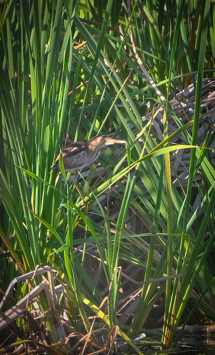 Least Bittern - ML634669376