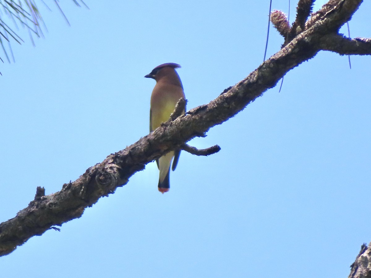 Cedar Waxwing - ML634669522