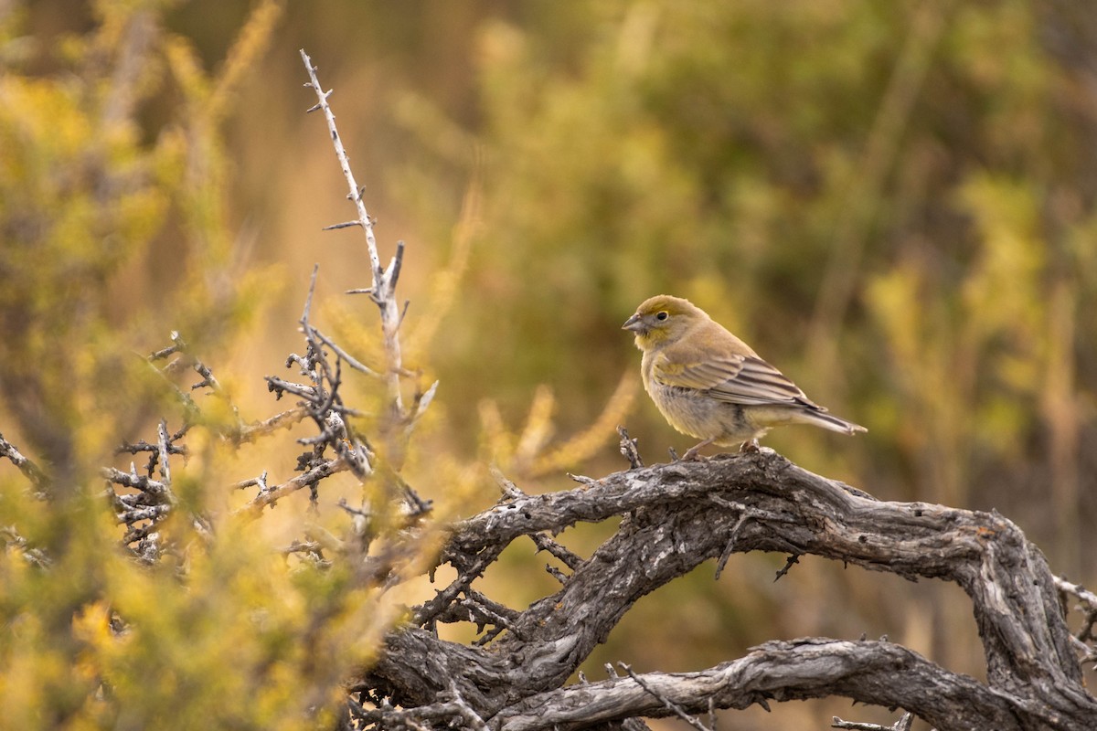 patagoniaspurv - ML634669553