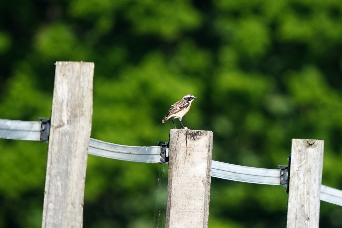 Whinchat - ML634669585