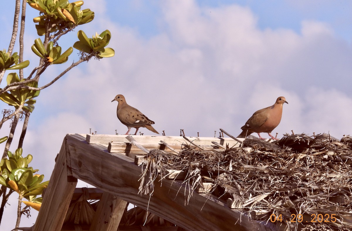 Zenaida Dove - ML634669674