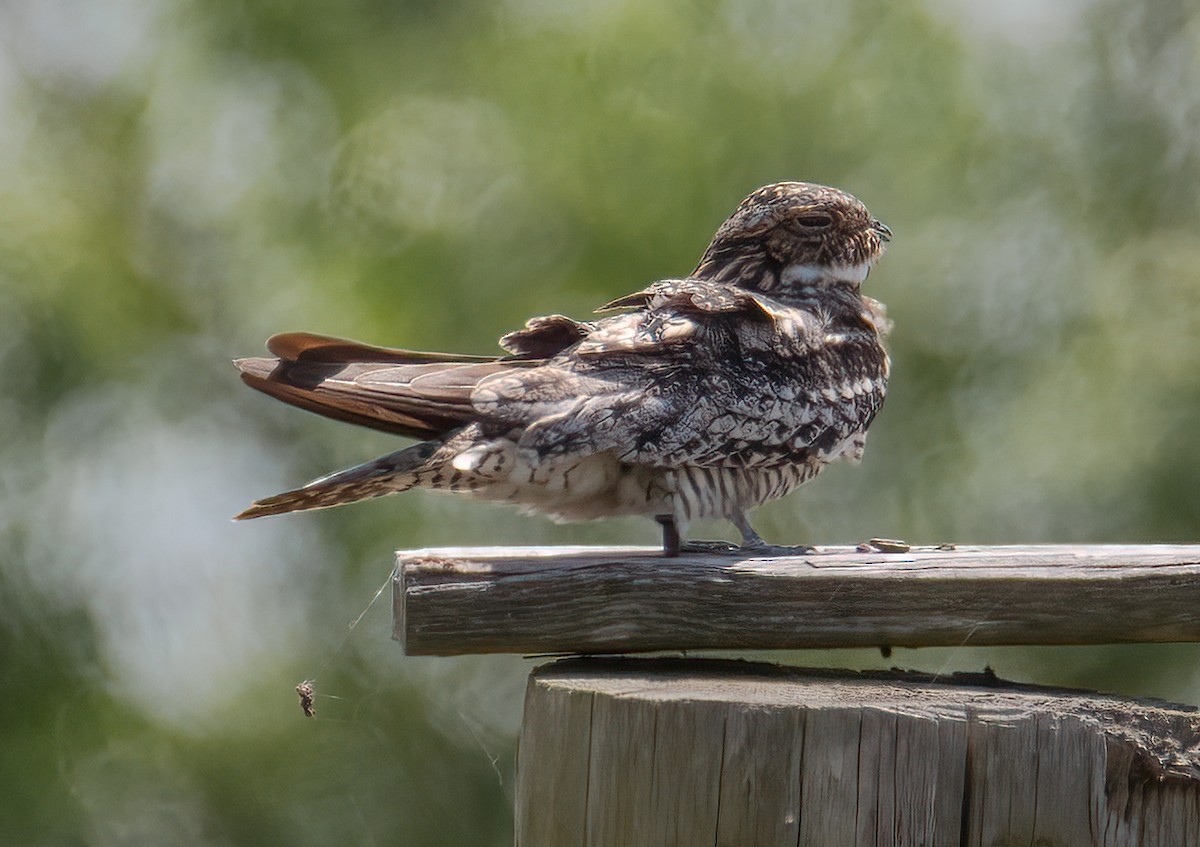 Common Nighthawk - ML634669826