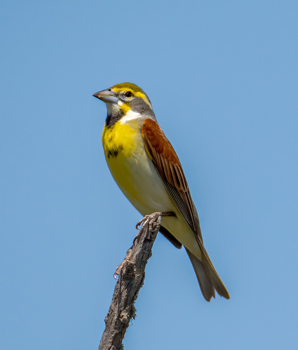 Dickcissel - ML634669838