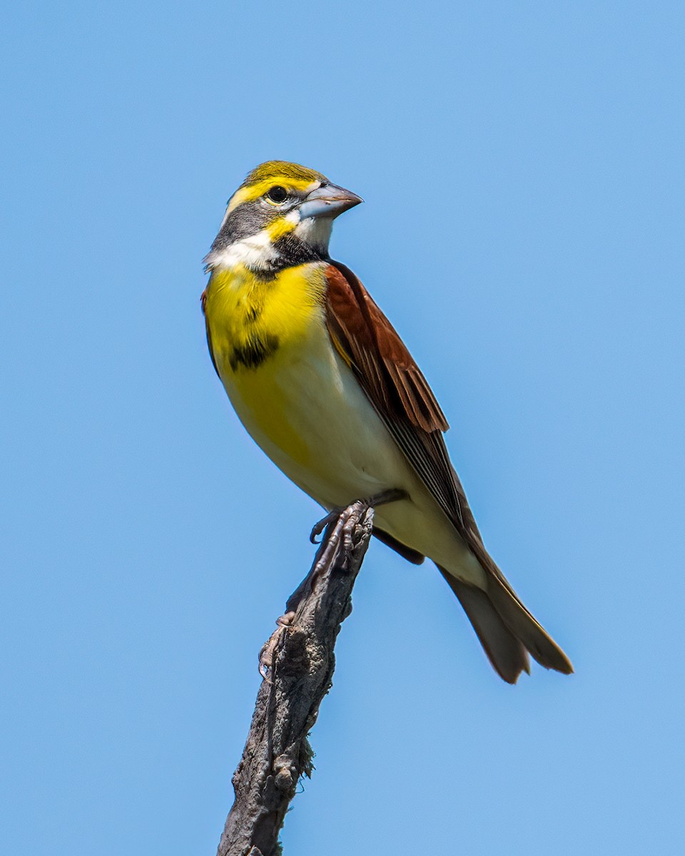 Dickcissel - ML634669839