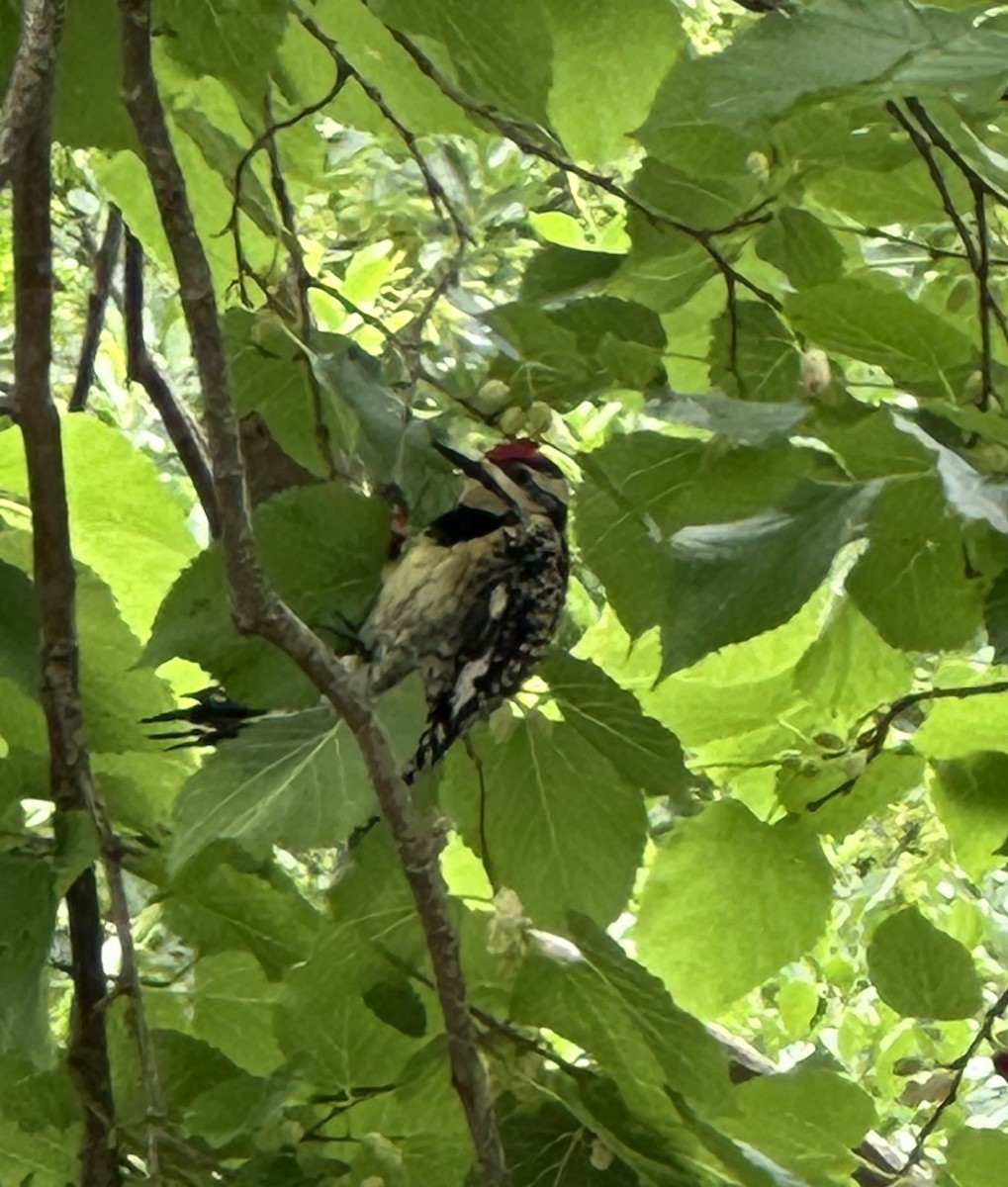Yellow-bellied Sapsucker - ML634669906