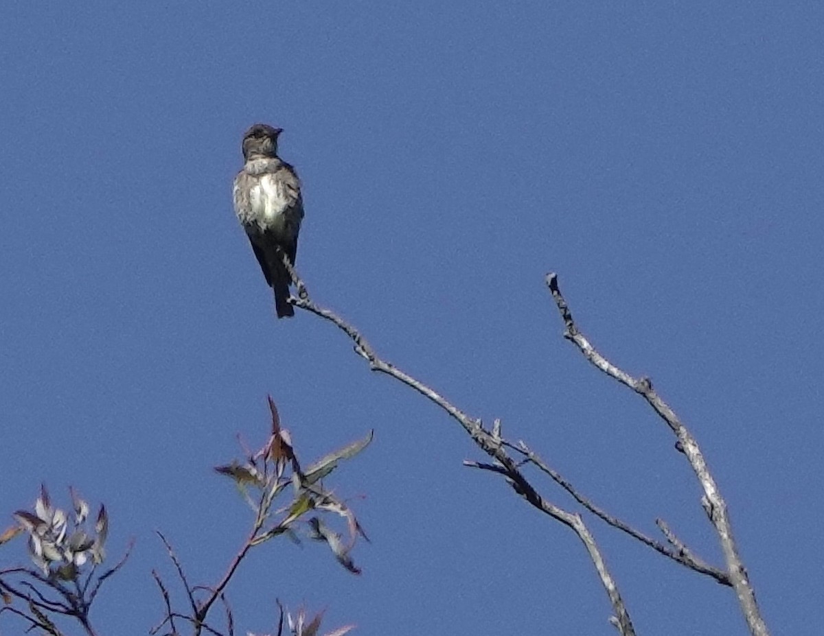 Olive-sided Flycatcher - ML634669942