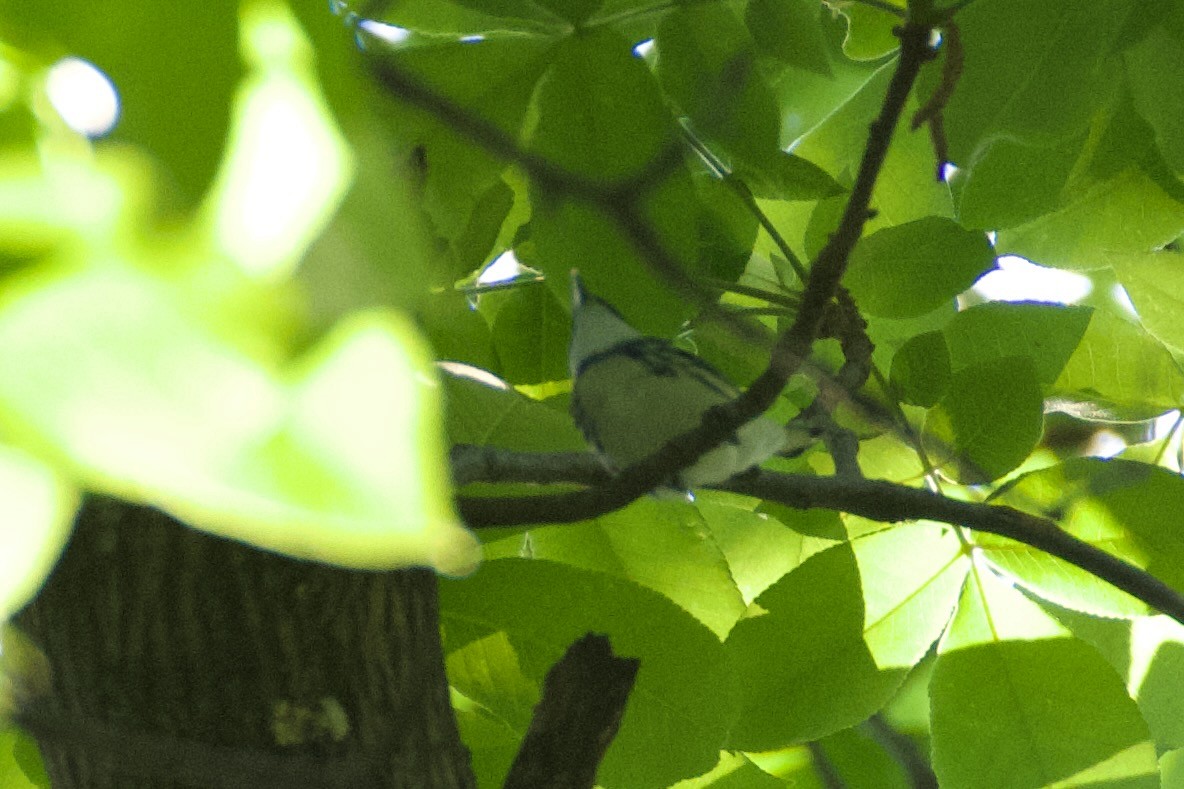 Cerulean Warbler - ML634669943