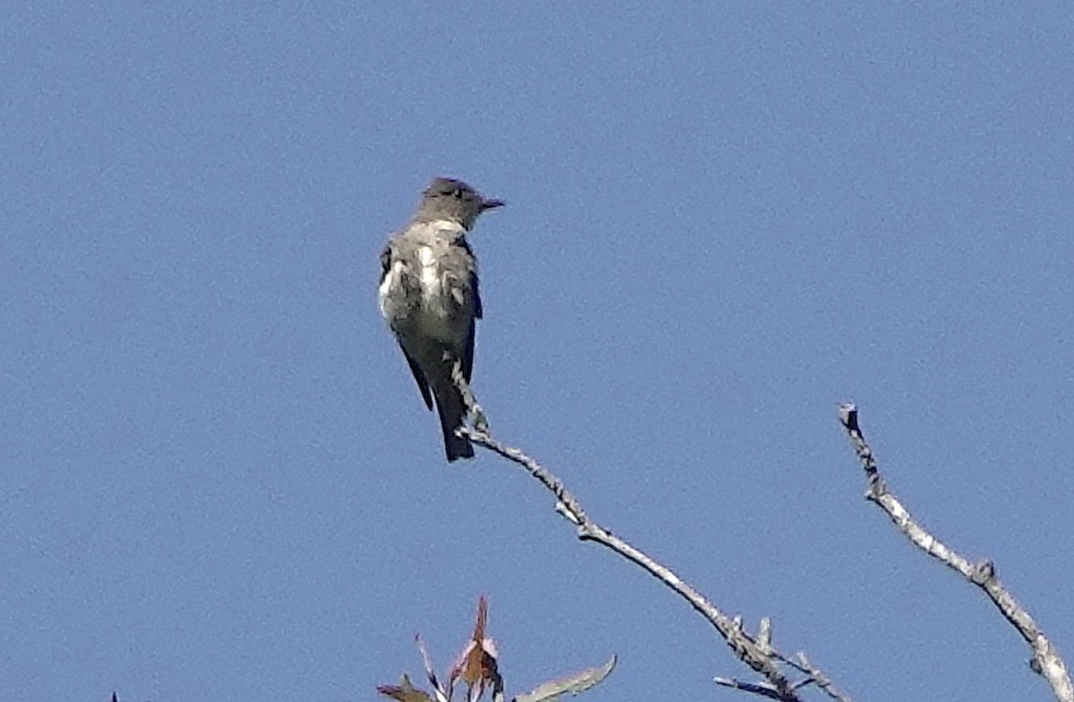 Olive-sided Flycatcher - ML634669948