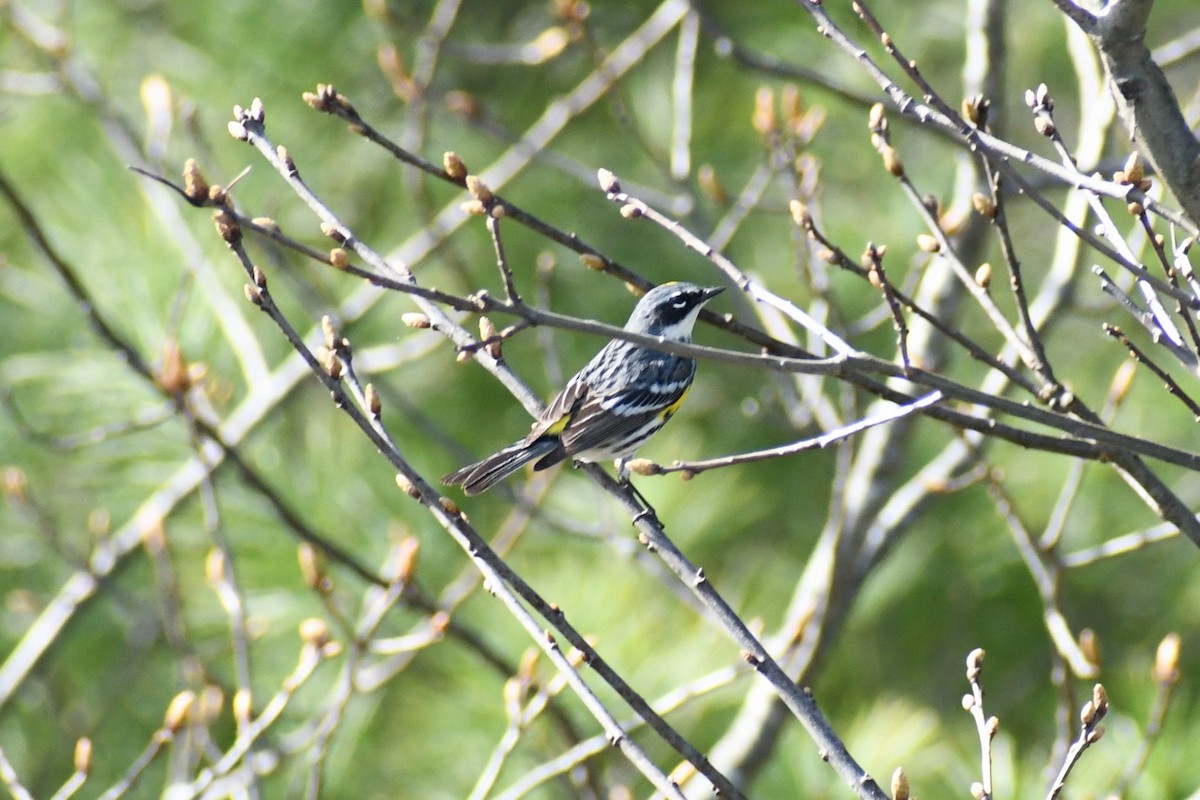 Yellow-rumped Warbler (Myrtle) - ML634670048